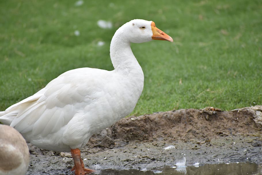 duck, white duck, bird, animal themes, vertebrate, animals in the wild HD wallpaper