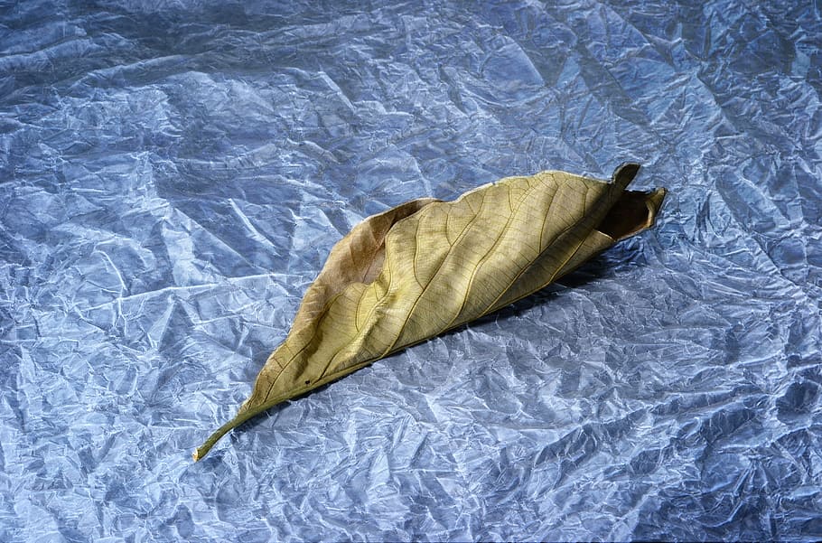 dry leaf, light painting, dried leaf, tissue paper, moody, sad, HD wallpaper