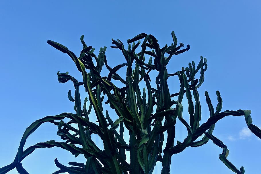 cactus, succulent, spiny, organic, botany, leaves, plant, natural HD wallpaper