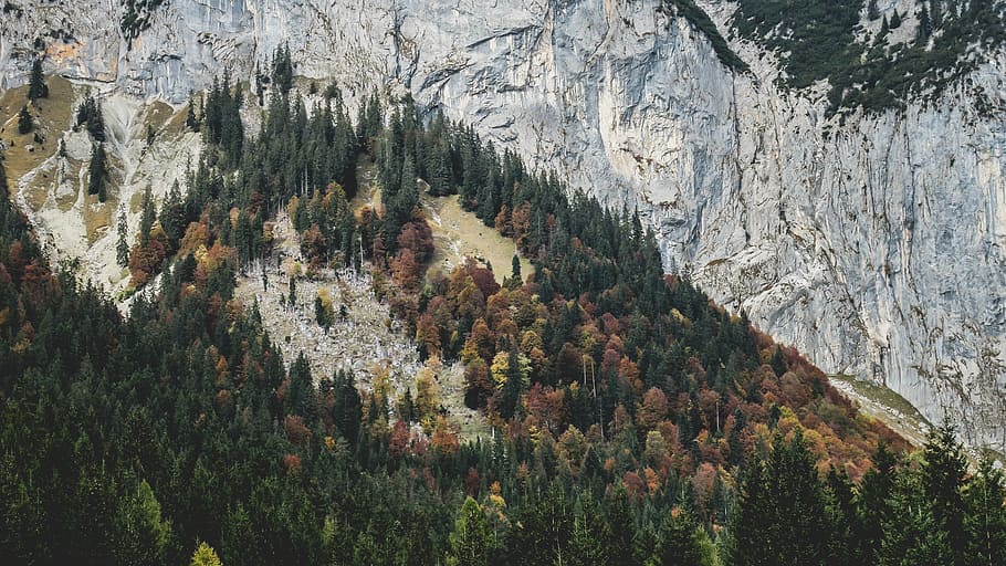 green and orange leaf trees, photo, near, mountain, daytime HD wallpaper