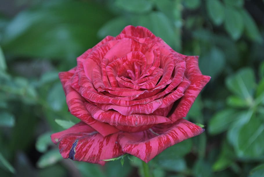 red rose, flora, flower, flowering plant, petal, fragility HD wallpaper