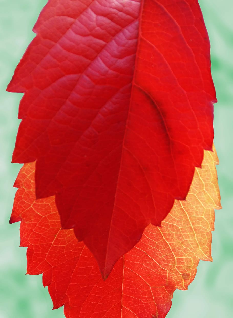 Red Leaf, Yellow, Sheet, Autumn, yellow sheet, close-up, outdoors HD wallpaper