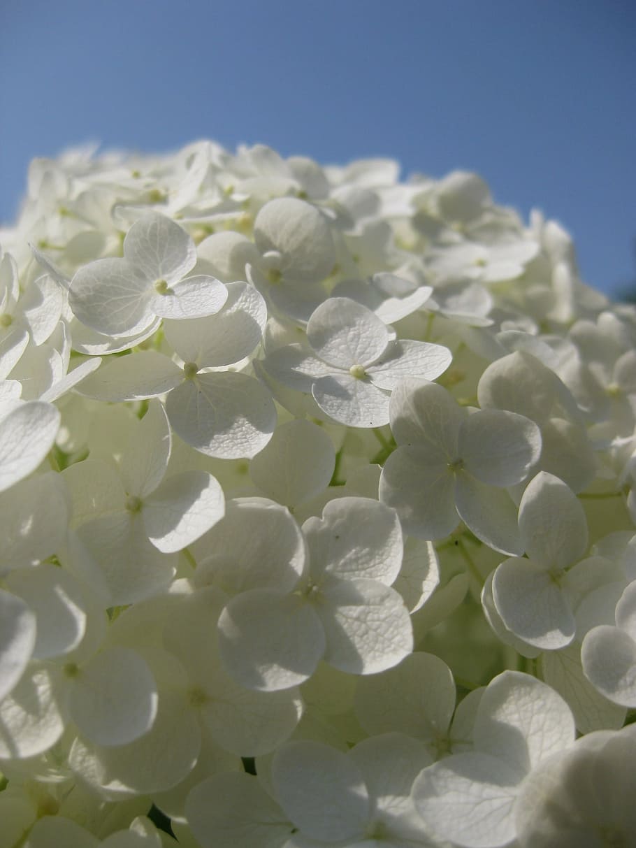 hydrangea, flowers, white, sky, blossom, bloom, plant, partly cloudy HD wallpaper