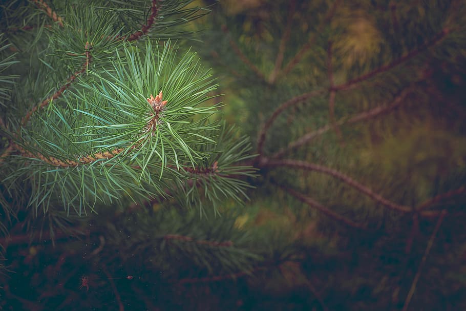 selective focus of green pine tree, forest, branch, conifer HD wallpaper