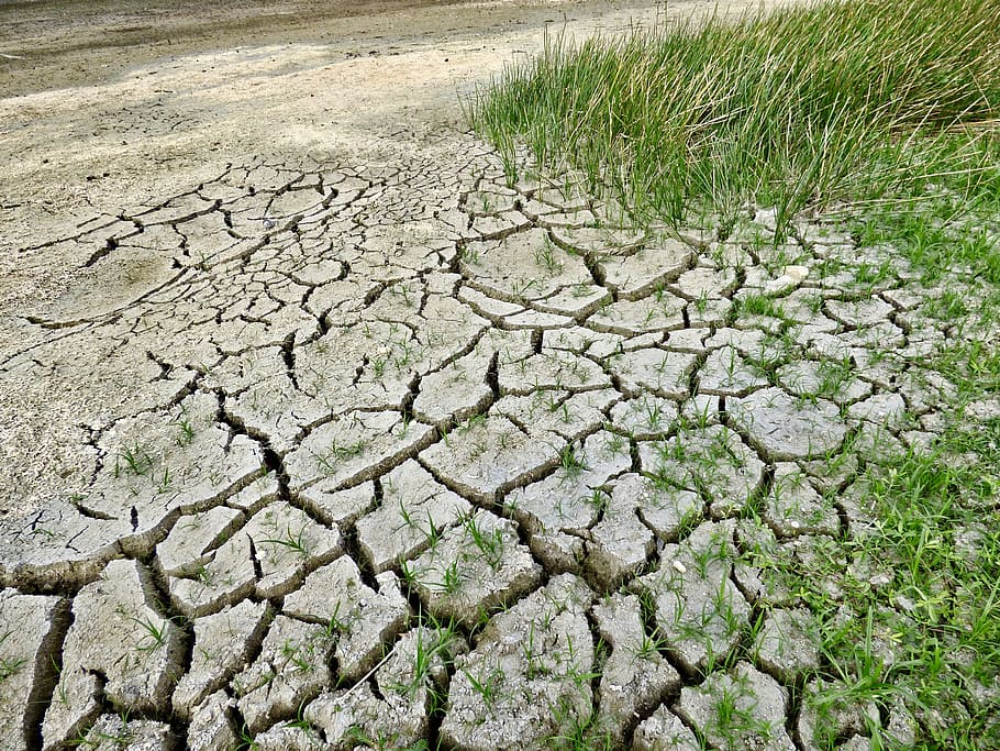 green grass, climate change, drought, dry, environment, nature, HD wallpaper