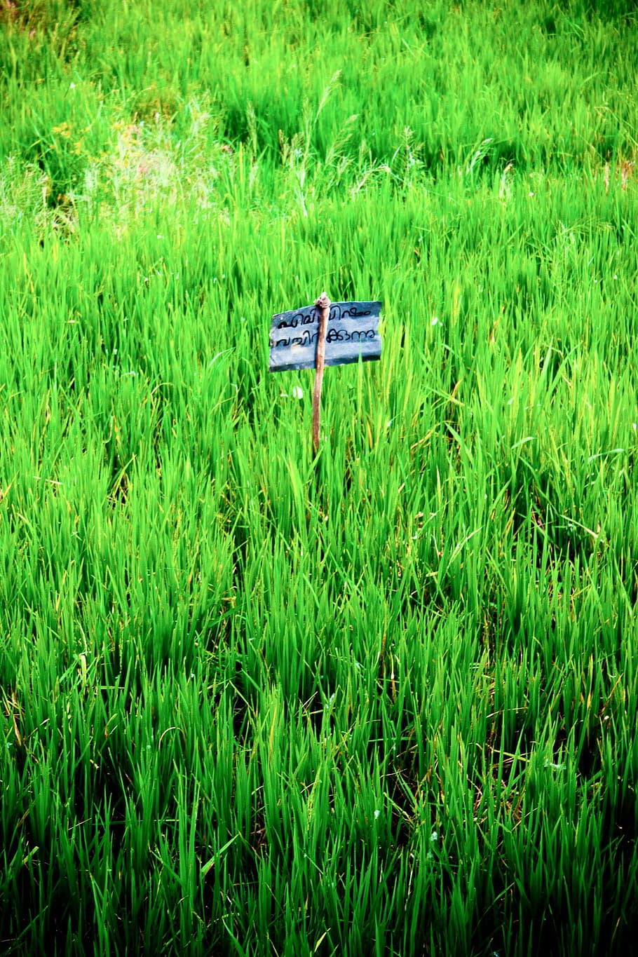 Rice, Paddy, Paddy, Rice, Rice Fields, Landscape, asia, rice plantations HD wallpaper