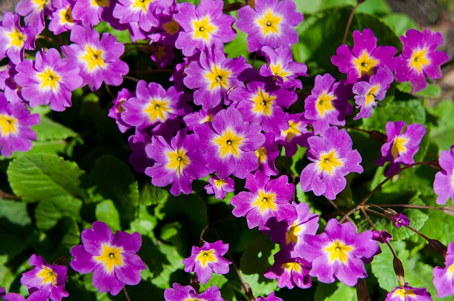 flowers, spring, bloom, violets, summer, plant, nature, purple HD wallpaper