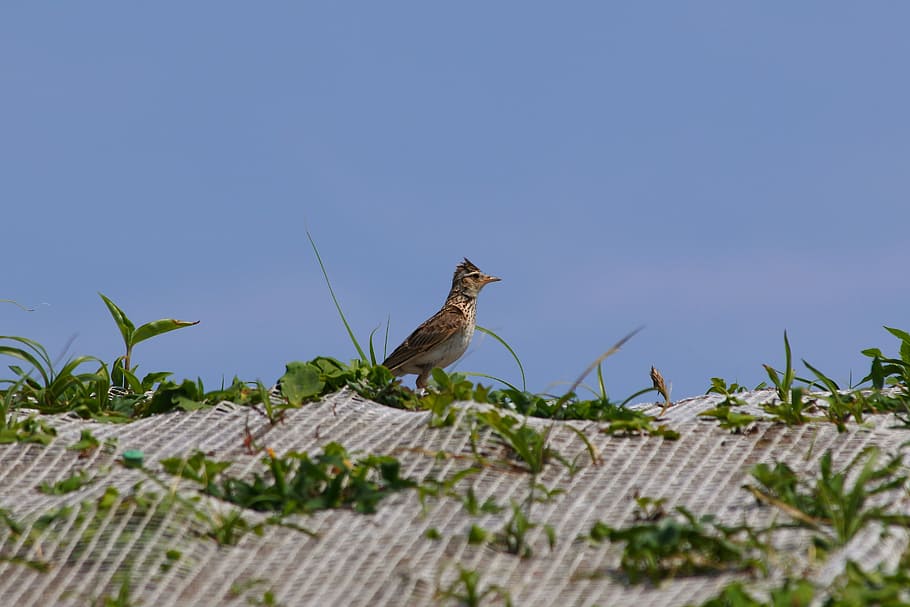 Animal, Beach, Plant, Grass, Little Bird, lark, wild birds, HD wallpaper