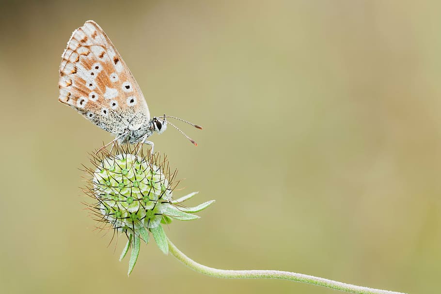 brown butterfly on green flower, common blue, nature, macro HD wallpaper