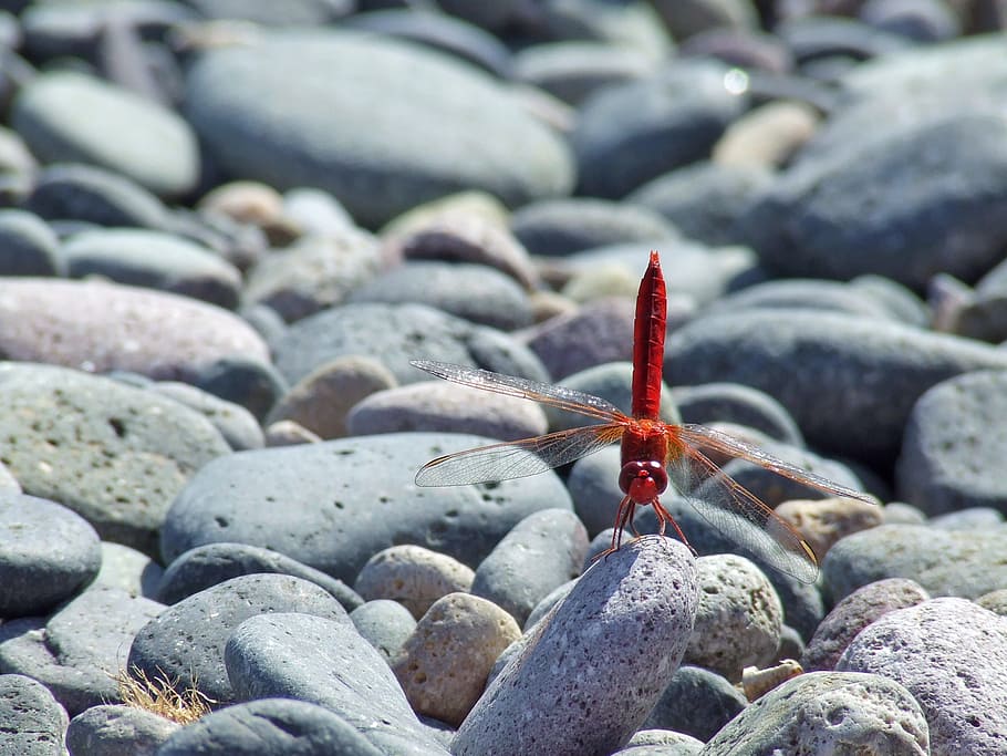 dragonfly, beach, stones, insect, pebble, close up, macro, solid HD wallpaper