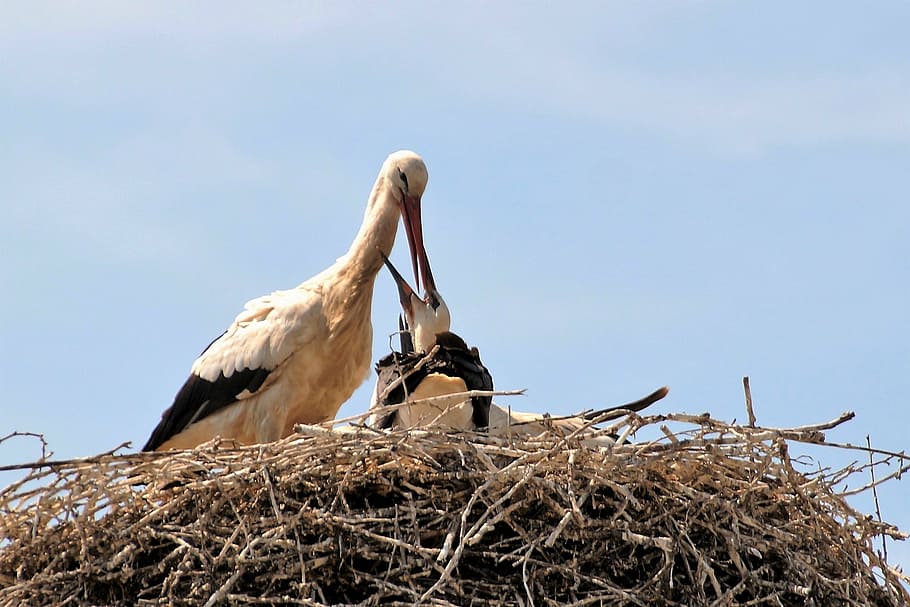 stork, nest, feeding, nesting, stork's nest, bird, risers, brood HD wallpaper