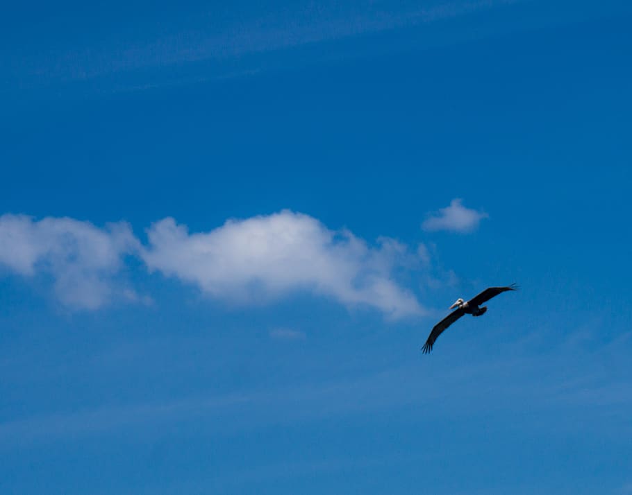 sky, pelikan, clouds, flying, animal themes, bird, animal wildlife HD wallpaper