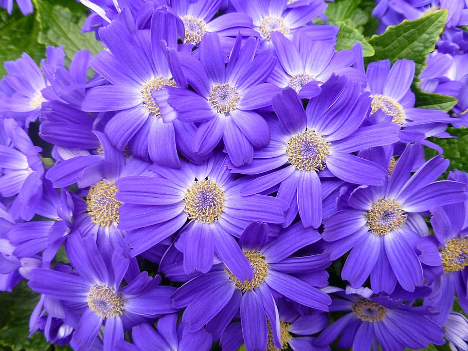 flowers, purple, spring, close, flowering plant, freshness HD wallpaper
