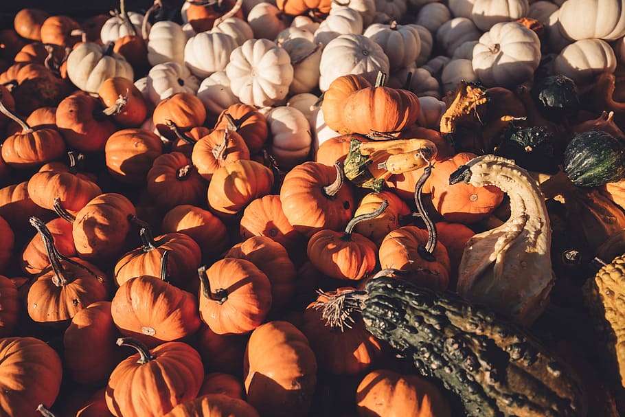 squash and gourd lot, squash lot, pumpkin, orange, halloween, HD wallpaper