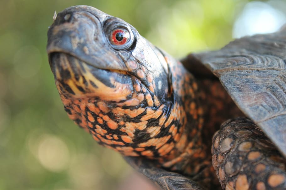 eastern box turtle, reptile, shell, carolina, animal, wild HD wallpaper