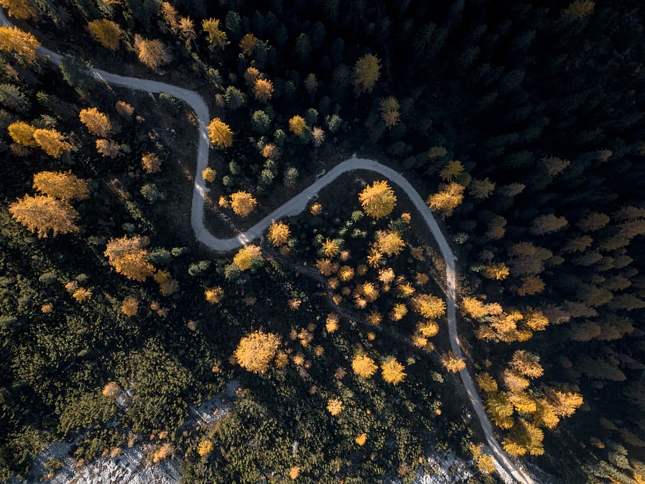aerial photography of yellow trees, bird's eyeview of zigzag road HD wallpaper
