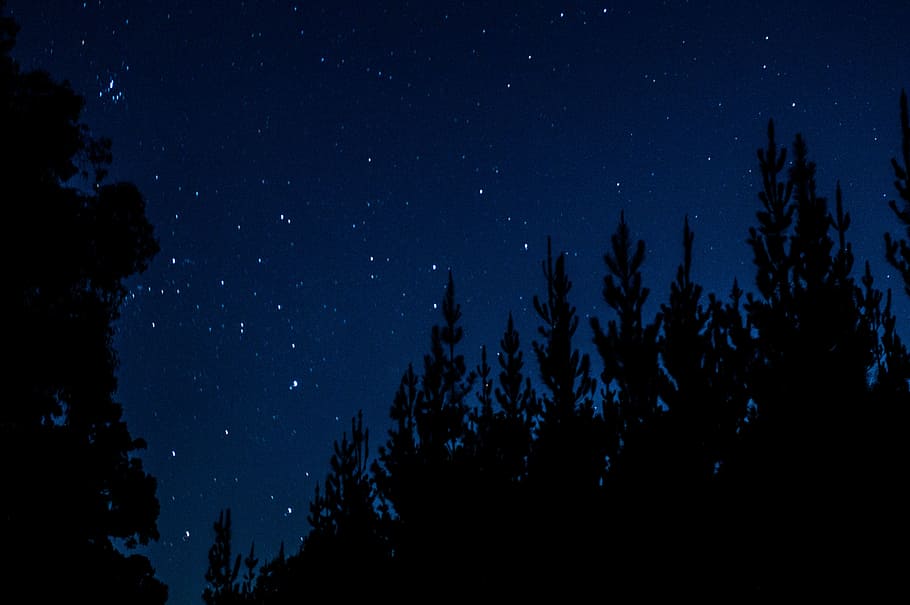 silhouette of trees, trees during nighttime, dark, stars, woodland HD wallpaper
