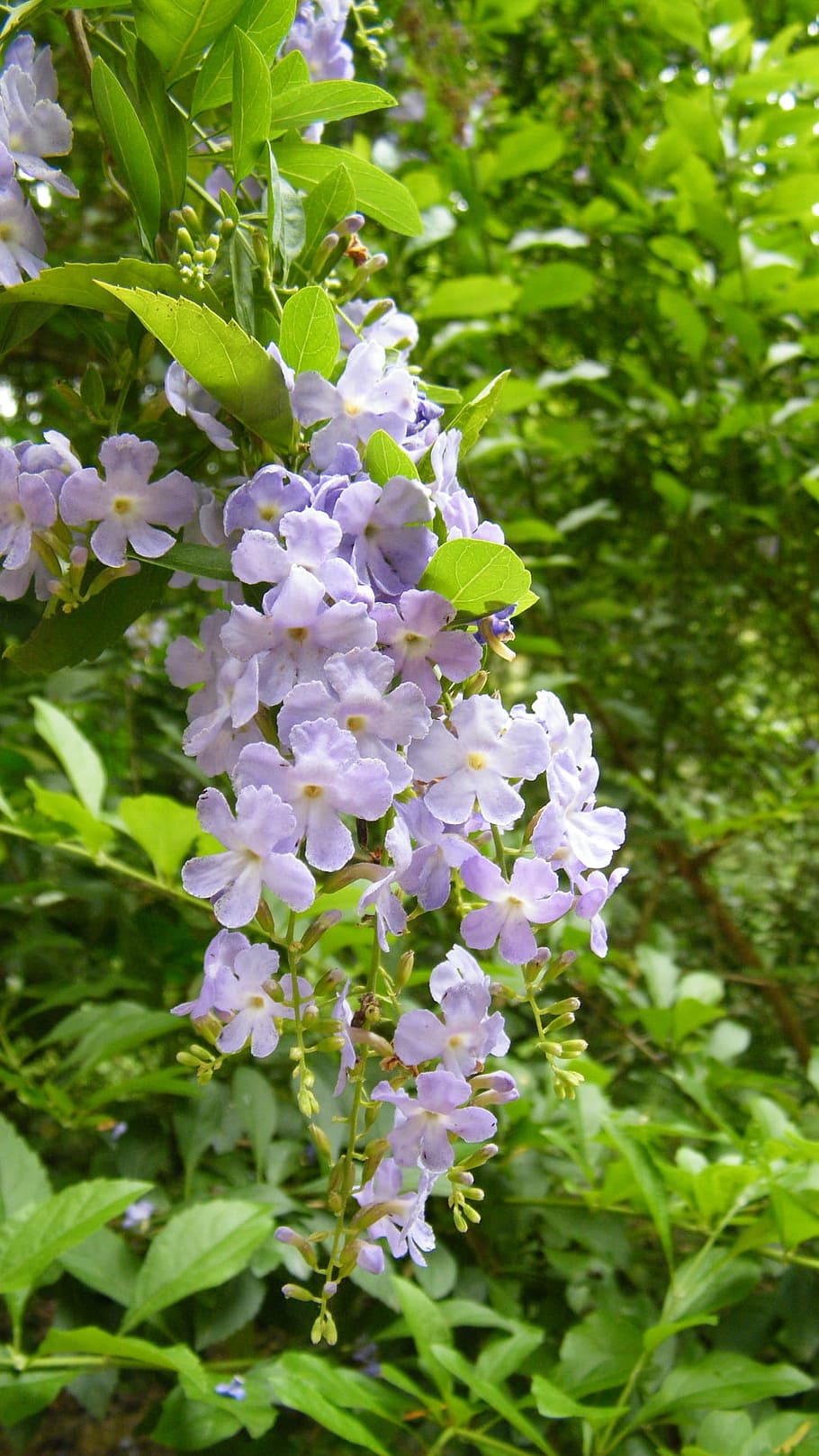 Flower, Flower, String, Purple Flower, flower string, growth HD wallpaper