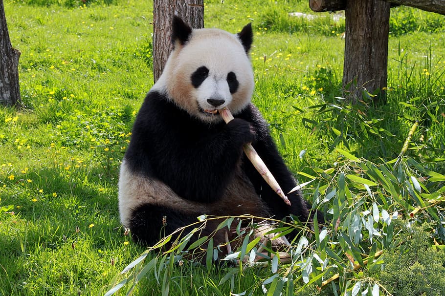Panda eating bamboo shoots on grass field, beauvalle, fauna, animals, HD wallpaper