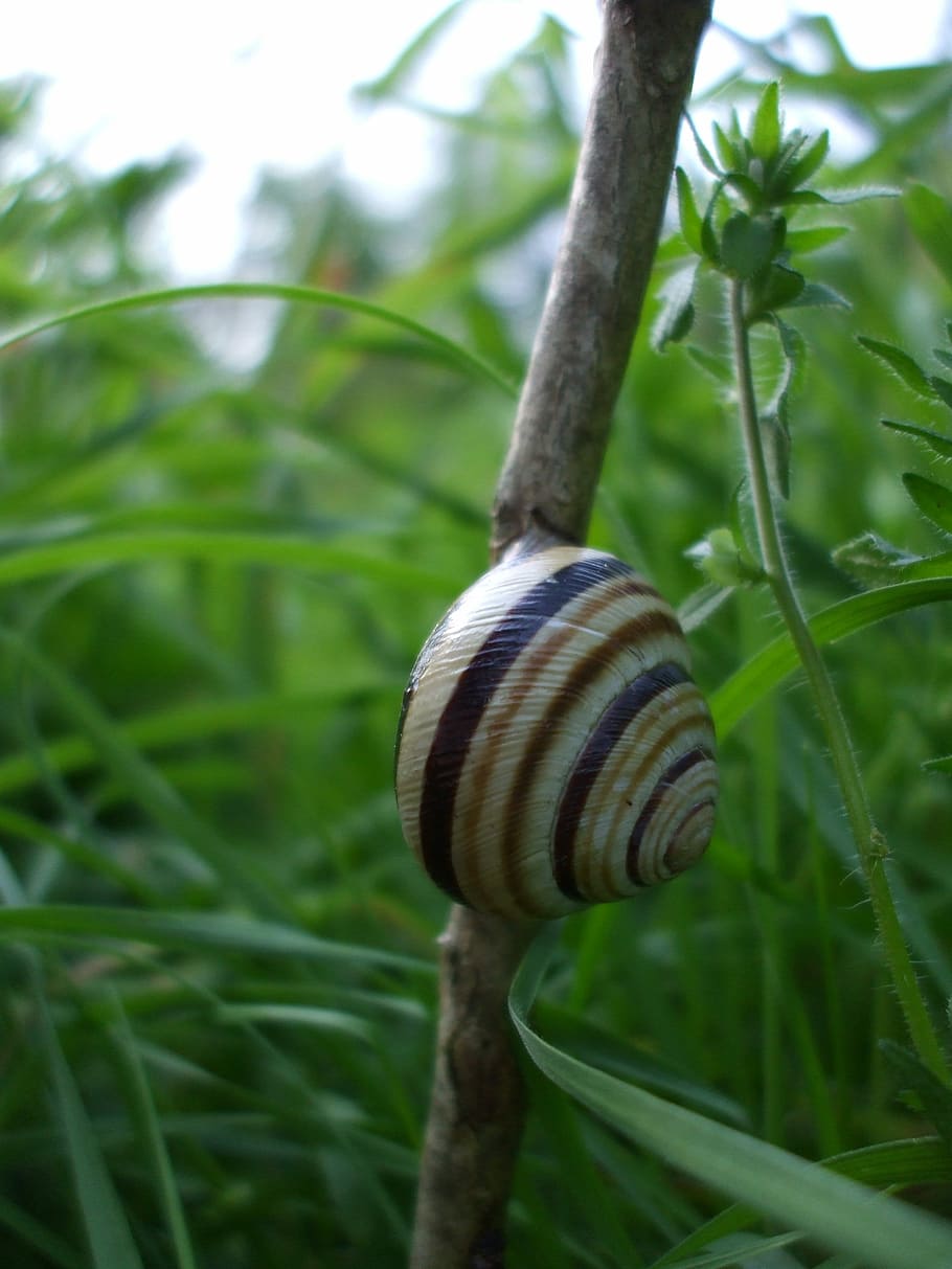 Snail, Shell, Mollusk, Animal, one animal, animal themes, focus on foreground HD wallpaper