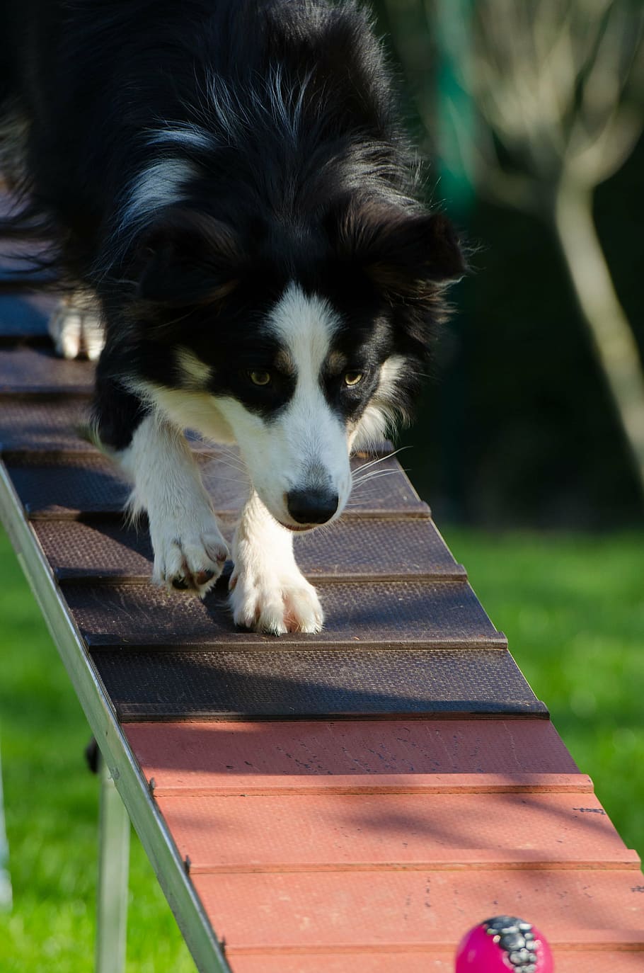 how to train border collie agility