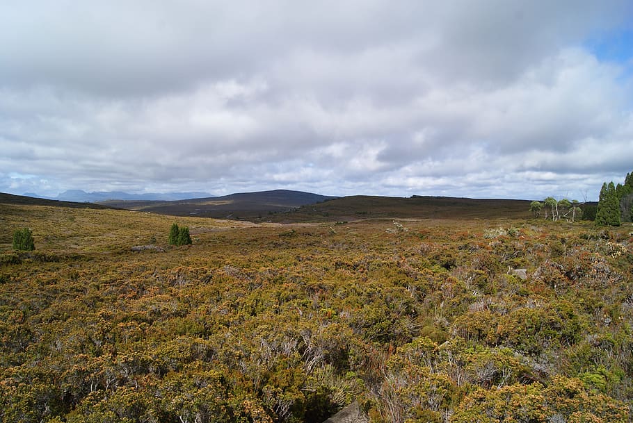 Landscape, Scenery, Wilderness, Tasmania, overland track, button grass, HD wallpaper