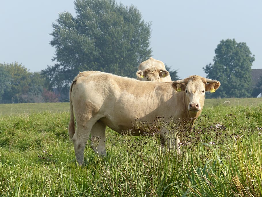 cows, pasture, beef, plant, domestic, field, livestock, animal themes HD wallpaper