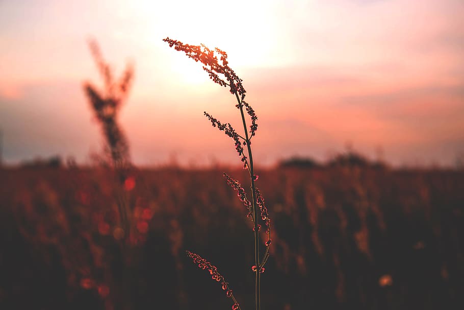 selective focus photography of leaf, nature, plains, grass HD wallpaper