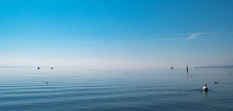 body of water under blue sky, calm body of water, white duck HD wallpaper