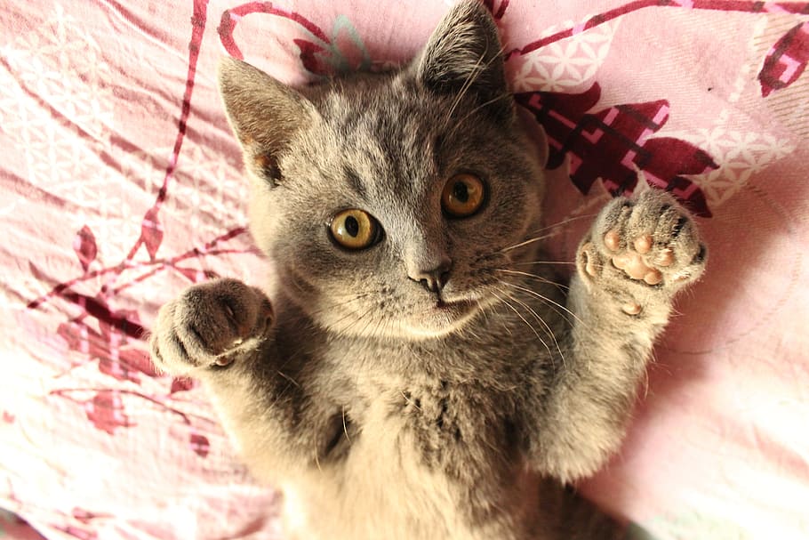brown tabby cat on pink textile, british short, gray, pets HD wallpaper