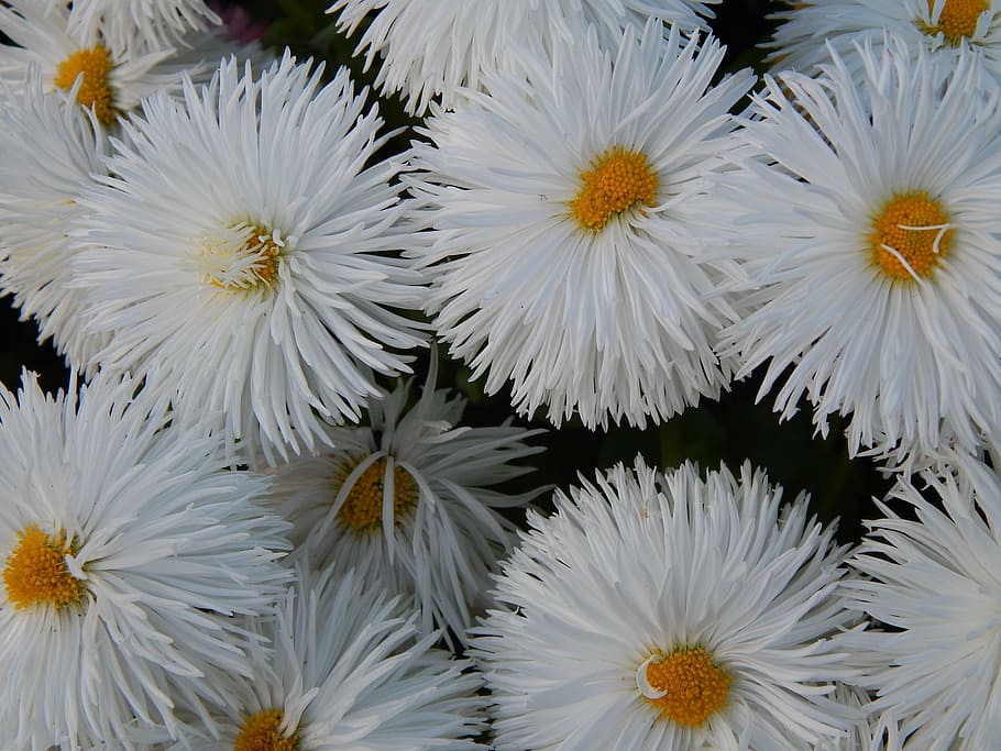 white, flower, nature, spring, plant, flowering plant, freshness HD wallpaper