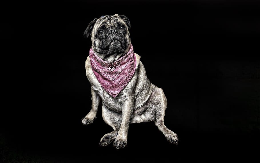 Pug, Dog, Studio, Scarf, sitting, cute dog, tito the pug, animal HD wallpaper