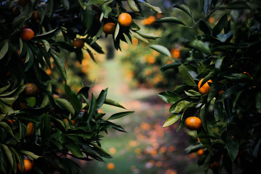 physalis fruits, shallow focus photography of orange fruits, mandarin HD wallpaper