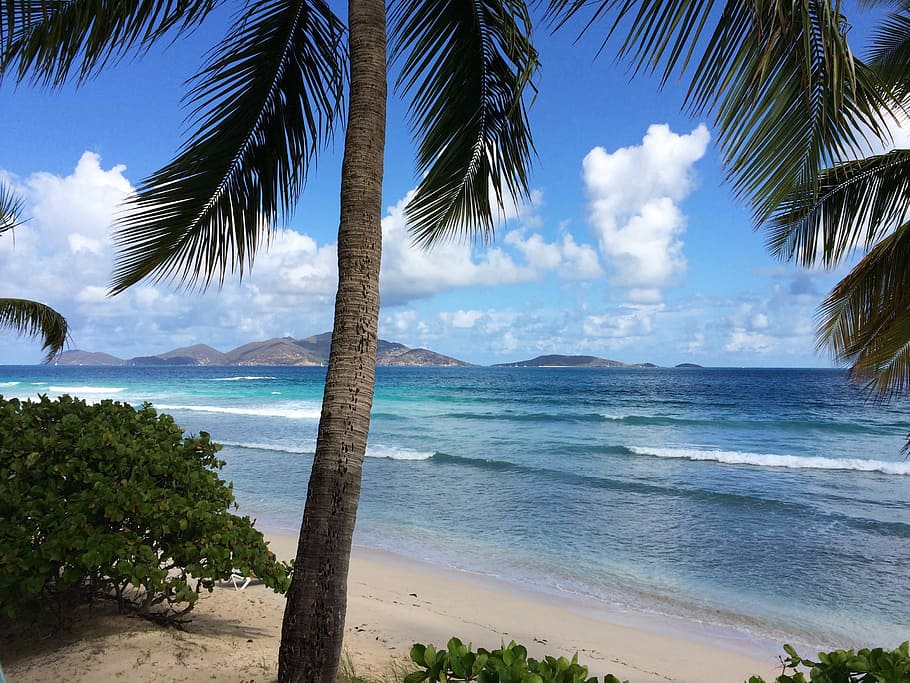coconut tree on seashore, landscape photography of sea, palm tree HD wallpaper