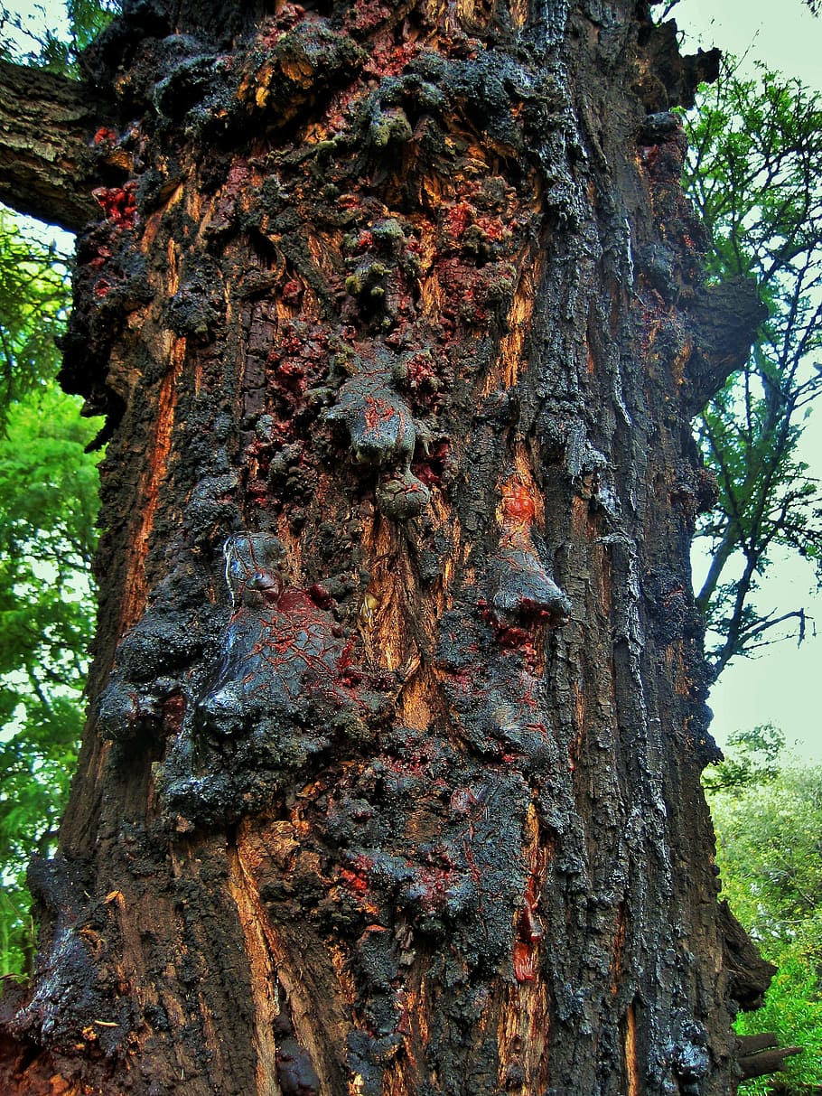 silver oak, tree, trunk, resin, hardening, amber, nature, forest HD wallpaper