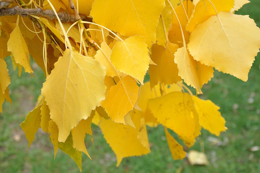 birch, yellow, tree, leaf, plant, close-up, growth, beauty in nature HD wallpaper