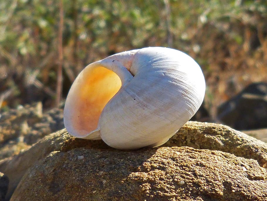 snail, rock, shell, animal wildlife, animals in the wild, animal themes HD wallpaper