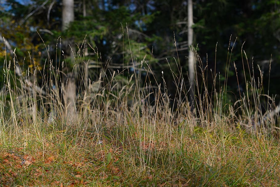 grasses, forest, meadow, nature, plant, growth, land, no people HD wallpaper