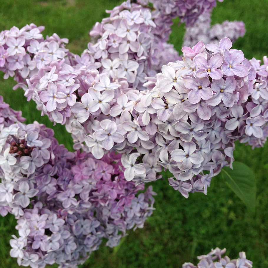 spring, lilac, flowers, nature, lilac flowers, plant, hydrangea HD wallpaper