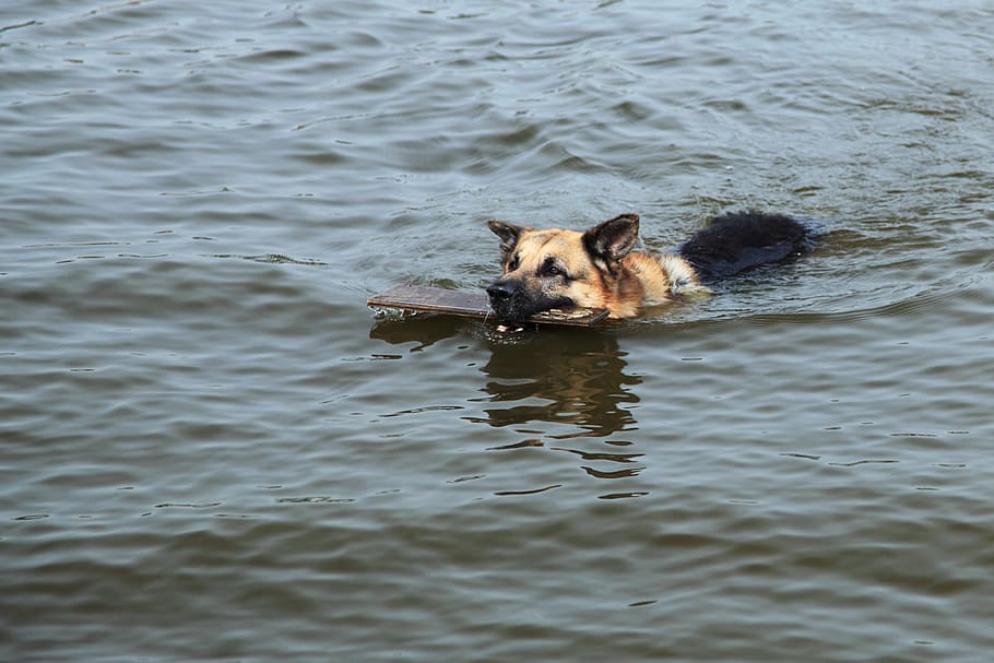 German shepherd biting a wood on water, action, active, animal HD wallpaper