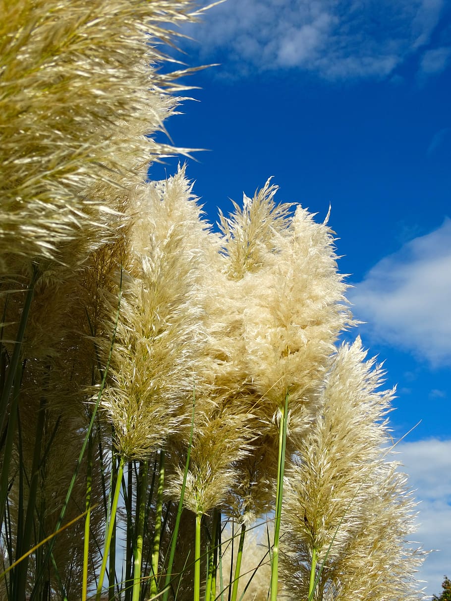 HD wallpaper: pampas grass, fluffy, airy, nature, plant, growth, sky ...