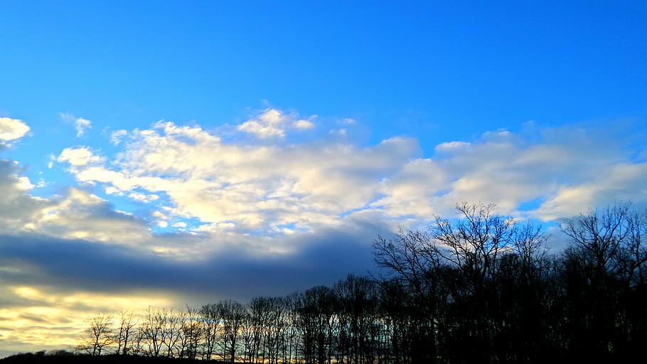 field, forest, sky, horizon, tree, bush, fields, nature, landscape HD wallpaper