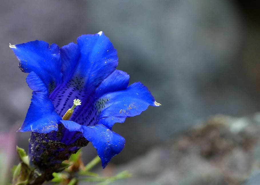 close-up photo of blue gentian flower, Enzian, Alpine, Nature, HD wallpaper