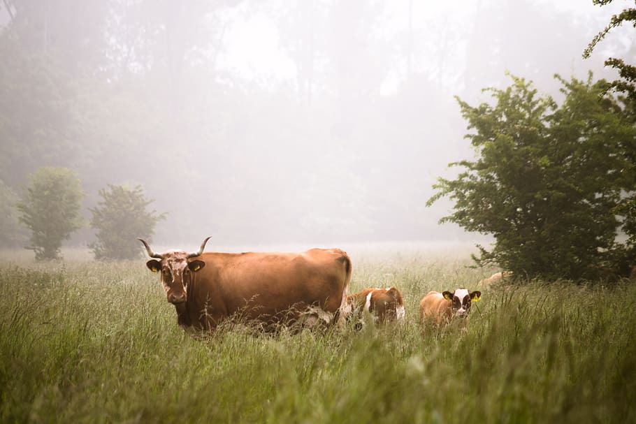 brown cattle in the middle of forest, bull on grass near pant wild life photograph HD wallpaper
