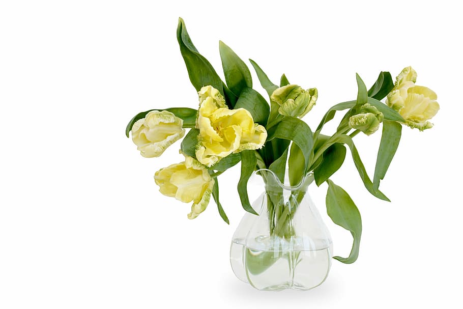 Hd Wallpaper Yellow Tulips In Clear Glass Vase Centerpiece