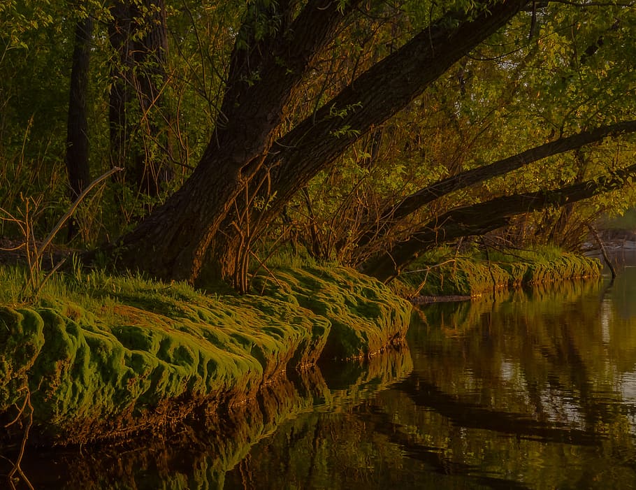 forest tree, moss, beach, reflection, water, lake, plant, tranquility HD wallpaper