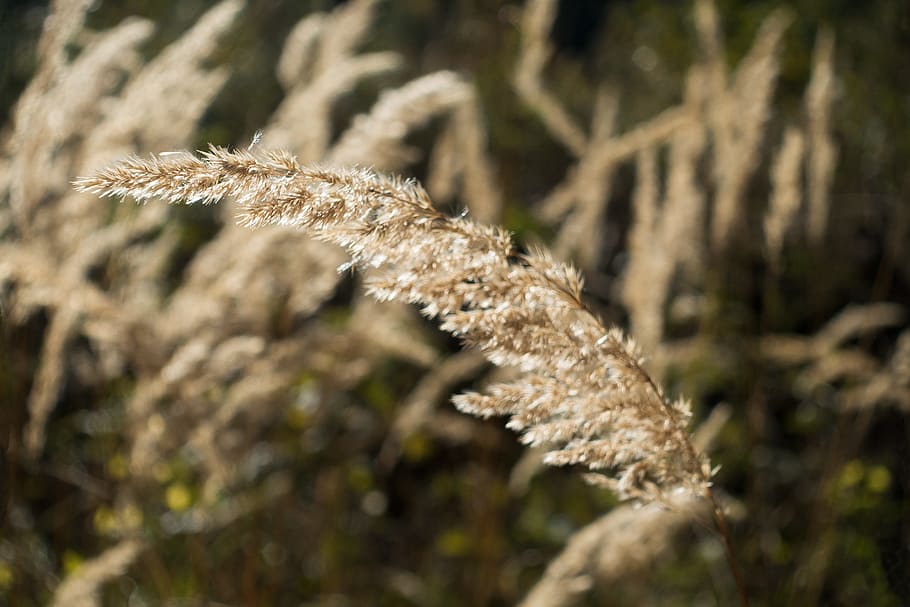 grass, forest, bluegrass, long dust threads, back light, plant HD wallpaper