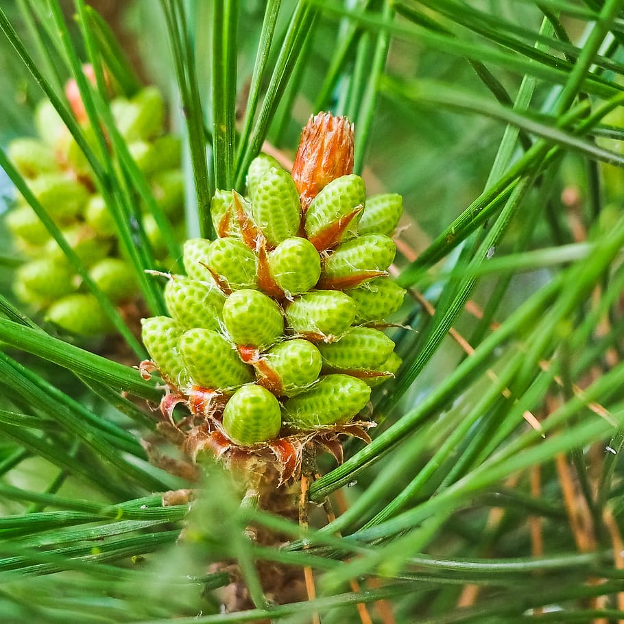 pine, pinus, two needles, pine greenhouse, tree, conifer, pine needles HD wallpaper