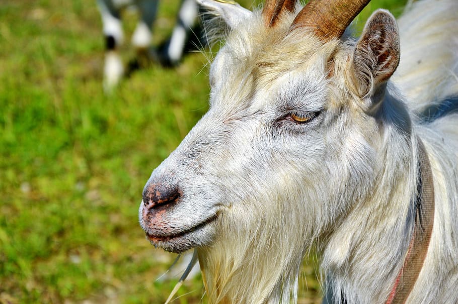 Billy Goat, Bock, Goatee, goat's head, goat buck, horns, livestock HD wallpaper