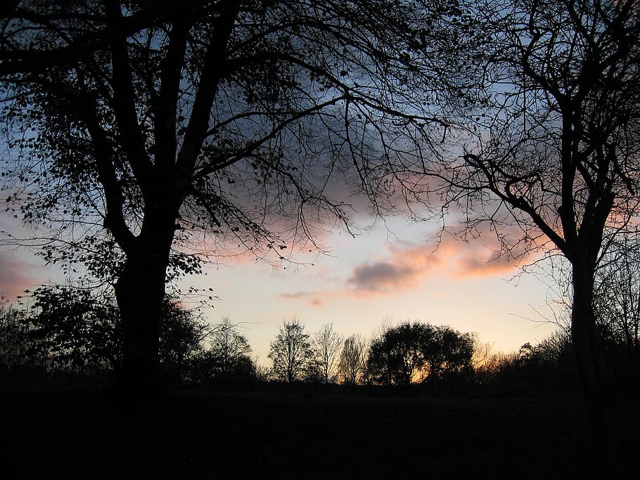 sky, clouds, clouds form, sunrise, shadow, tree, plant, silhouette HD wallpaper